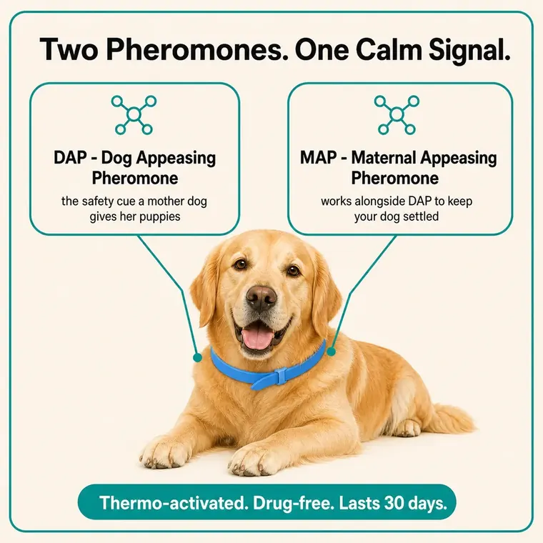 Diagram of the DAP and MAP pheromones used in the CalmiCollar dog collar