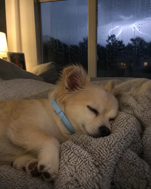 Small dog asleep in a blue CalmiCollar collar during a thunderstorm